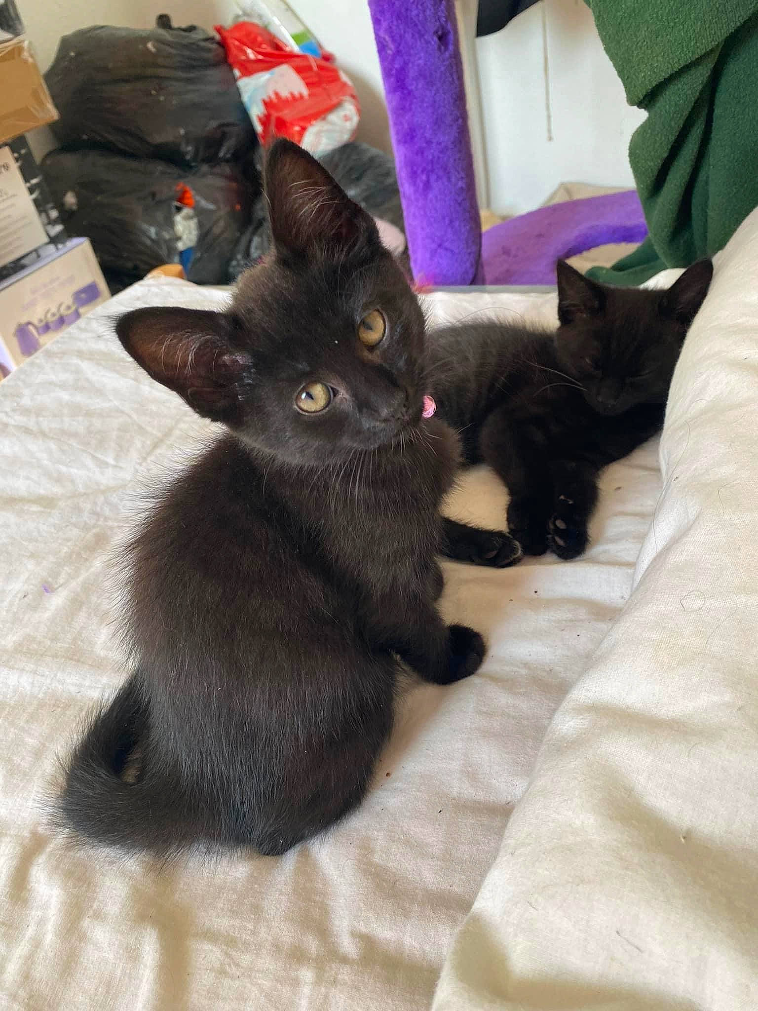 Beatrice is registered to the contest to win money with this photo: black_cat, bombay, carnivore, cat, cat_supply, claw, comfort, domestic_short_haired_cat, felidae, fur, havana_brown, korat, linens, paw, small_to_medium_sized_cats, snout, tail, whiskers