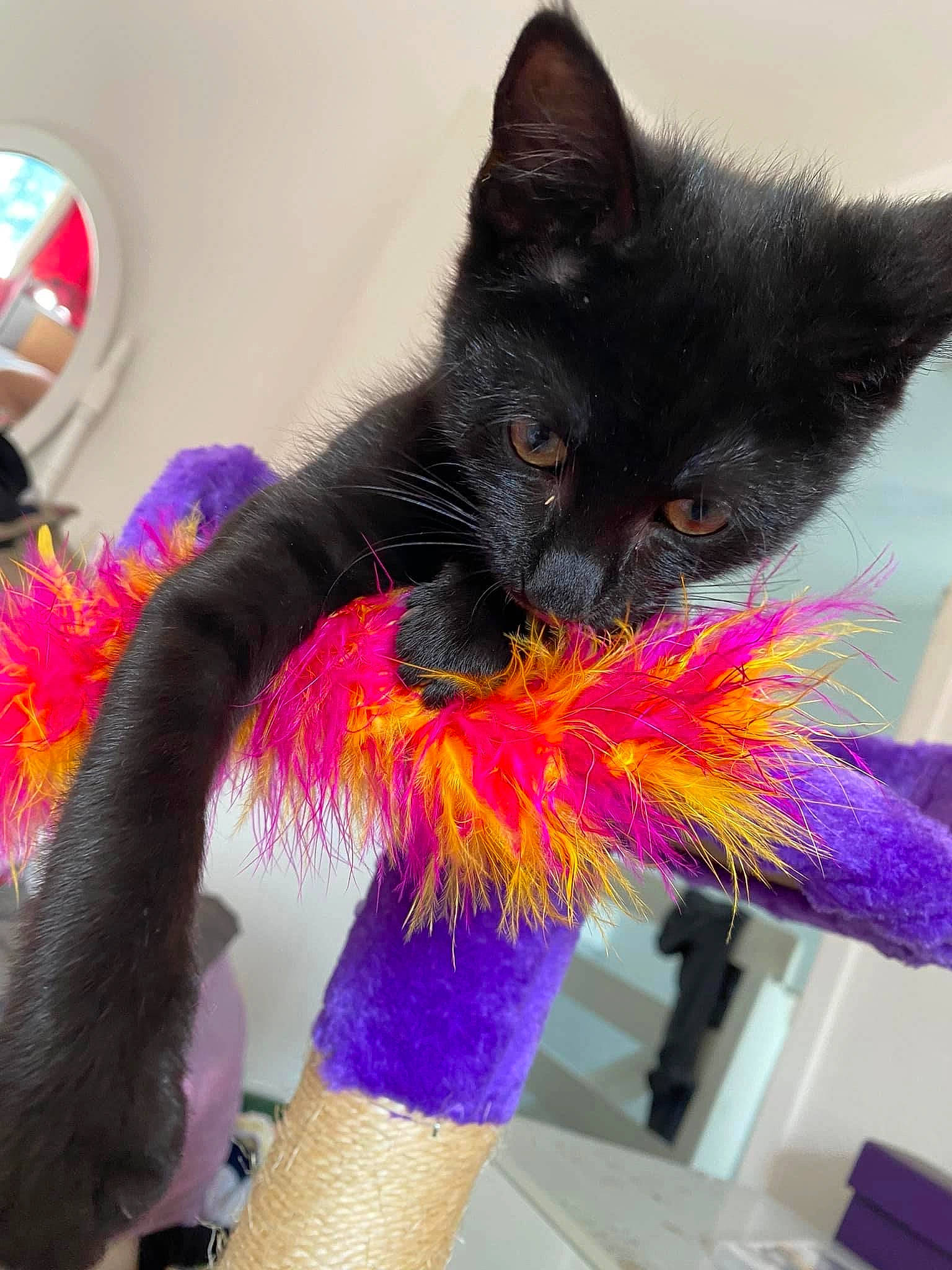 Beatrice joined the competition — help win amazing prizes! carnivore, cat, claw, domestic_short_haired_cat, electric_blue, fashion_accessory, feather, felidae, foot, fur, human_leg, magenta, natural_material, paw, small_to_medium_sized_cats, sock, tail, thigh, whiskers, wrist