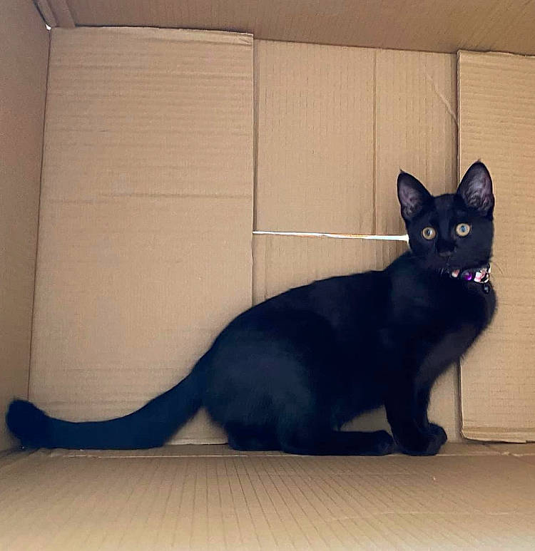 Beatrice joined the competition — help win amazing prizes! black_cat, bombay, carnivore, cat, comfort, domestic_short_haired_cat, ear, electric_blue, eye, felidae, floor, flooring, fur, paw, shadow, small_to_medium_sized_cats, snout, tail, whiskers, window