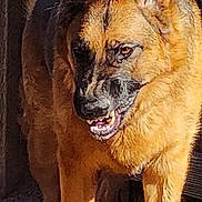 Max joined the competition — help win amazing prizes! dog, german_shepherd, canine, pet, animal, standing, portrait, outdoors, golden_light, sunlight, dark_background, alert, pointed_ears, open_mouth, teeth, fur, tan_coat, black_mask, full_body, photograph