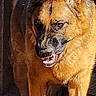 dog, german_shepherd, canine, pet, animal, standing, portrait, outdoors, golden_light, sunlight, dark_background, alert, pointed_ears, open_mouth, teeth, fur, tan_coat, black_mask, full_body, photograph