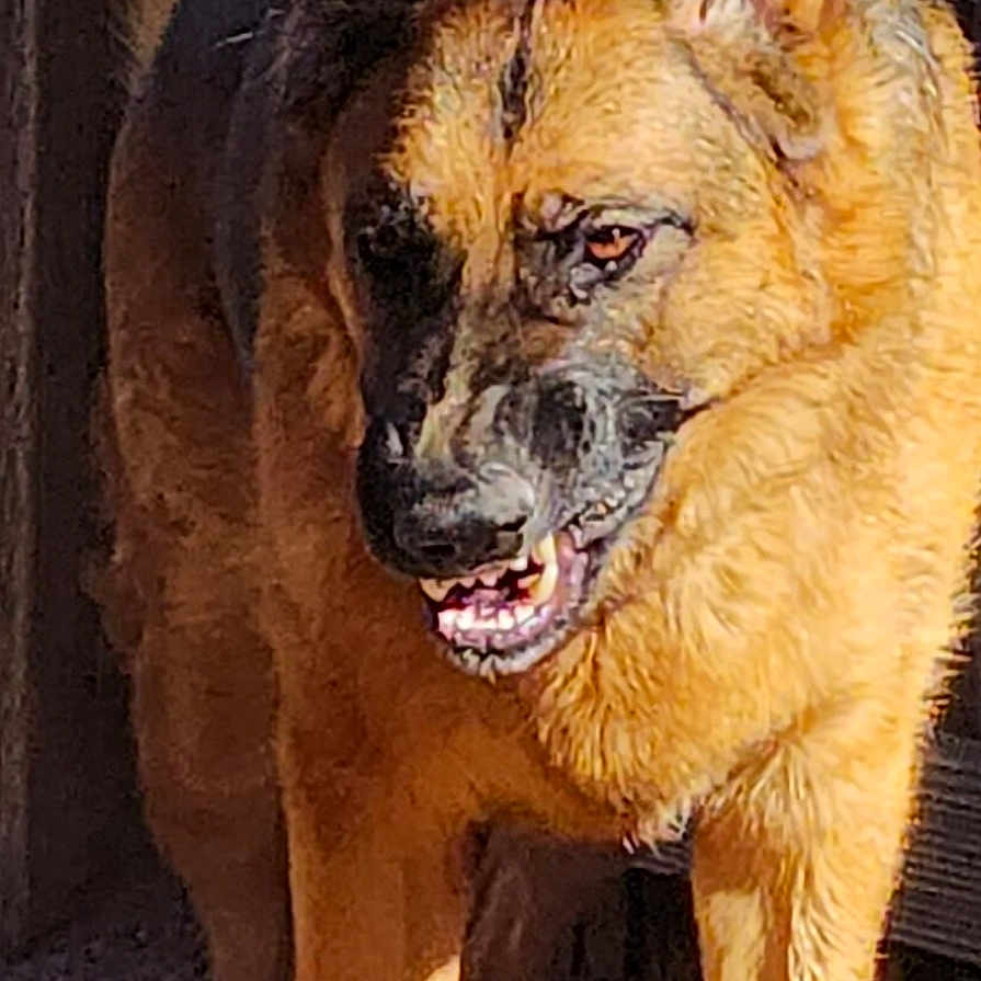 Max