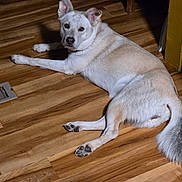 Lucy joined the competition — help win amazing prizes! animal, dog, ears, flash_photography, floor_vent, fluffy_tail, fur, hallway, hardwood_floor, home, indoor, lying_down, nose, paws, pet, portrait, relaxed, resting, white_dog, wooden_floor