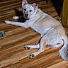 animal, dog, ears, flash_photography, floor_vent, fluffy_tail, fur, hallway, hardwood_floor, home, indoor, lying_down, nose, paws, pet, portrait, relaxed, resting, white_dog, wooden_floor