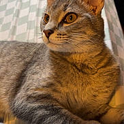 Darling joined the competition — help win amazing prizes! animal, bed, blanket, cat, closeup, cute, domestic_animal, ears, feline, fur, gray_cat, indoor, looking_away, paw, pet, resting, sleepy, striped, tabby, whiskers