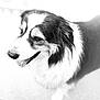 animal, black_and_white, canine, close_up, companion, cute, dog, domestic_animal, ears, fluffy, friendly, fur, happy, looking_away, muzzle, outdoor, pet, portrait, tongue, whiskers