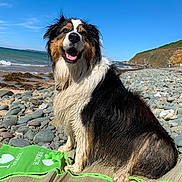 Perla a rejoint le concours — aidez-le/la à gagner de superbes lots ! animal, beach, blue_sky, canine, coast, dog, happy, landscape, mat, nature, outdoor, pet, rocky_shore, sea, sitting, smiling, summer, sunny, waves, wet_fur