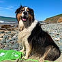 animal, beach, blue_sky, canine, coast, dog, happy, landscape, mat, nature, outdoor, pet, rocky_shore, sea, sitting, smiling, summer, sunny, waves, wet_fur