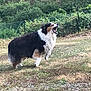animal, bark, canine, daylight, dog, fence, field, fur, grass, greenery, mammal, nature, outdoor, paw, pet, snout, standing, summer, tricolor, yawn