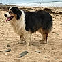 animal, beach, canine, cloudy_sky, dog, fur, happy, landscape, nature, ocean, outdoor, pet, rocks, sand, seaweed, side_view, tongue_out, tricolor, waves, wet