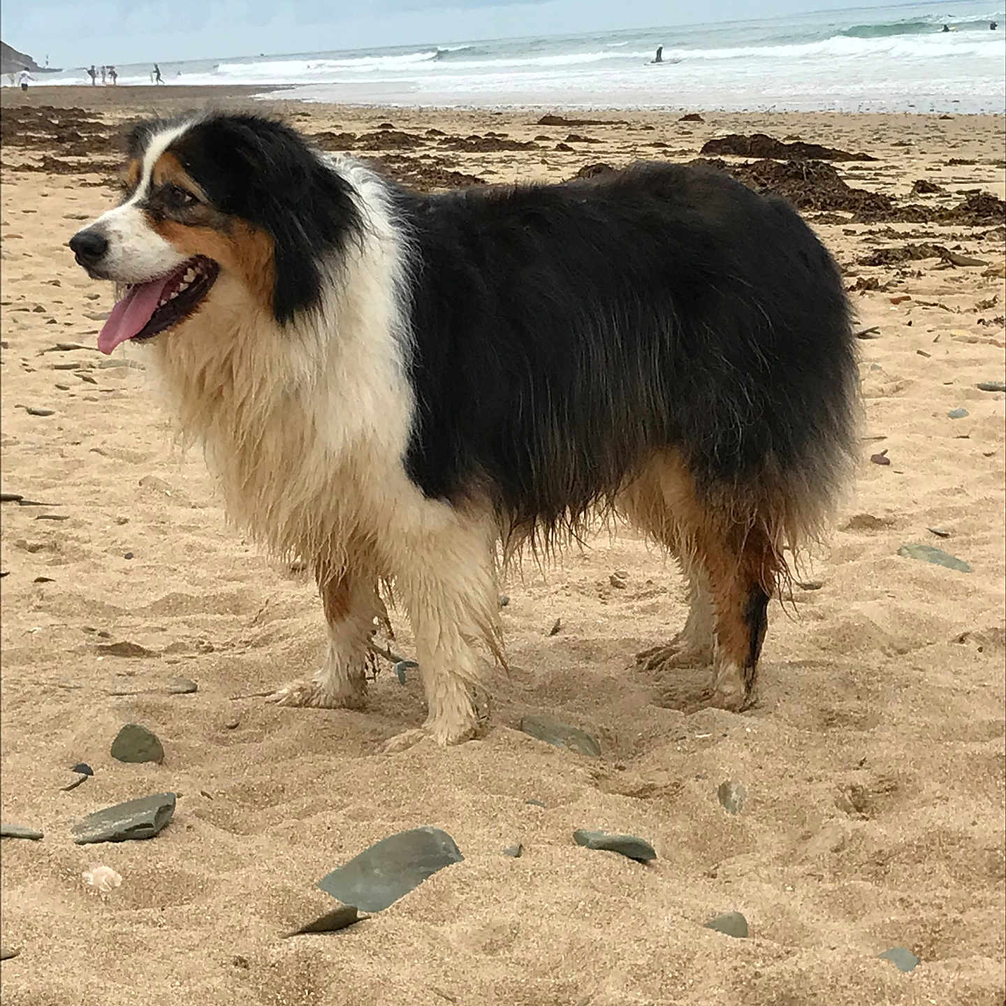 Perla a rejoint le concours — aidez-le/la à gagner de superbes lots ! animal, beach, canine, cloudy_sky, dog, fur, happy, landscape, nature, ocean, outdoor, pet, rocks, sand, seaweed, side_view, tongue_out, tricolor, waves, wet