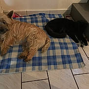 Texas a rejoint le concours — aidez-le/la à gagner de superbes lots ! animal, black_cat, blanket, brown_dog, cat, companion, cozy, cute, dog, domestic, floor, furry, home, indoor, pet, relaxed, resting, sleepy, stairs, tiled_floor