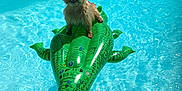 Texas participe au concours pour gagner de l'argent avec cette photo : animal, blue, crocodile, dog, floating, grass, green, happy, inflatable, leisure, outdoor, pet, playful, pool, recreation, summer, sunlight, sunny, vacation, water