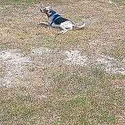 Jaxson Christopher is registered to the contest to win money with this photo: animal, backyard, calm, canine, daylight, dog, field, grass, harness, lying_down, mammal, nature, outdoor, pet, quiet, relaxed, resting, summer, sunny, watchful