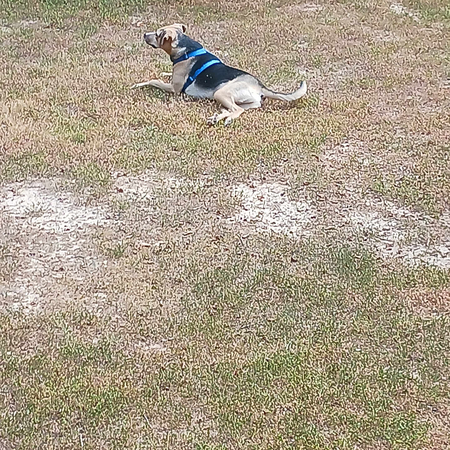 Jaxson Christopher is registered to the contest to win money with this photo: animal, backyard, calm, canine, daylight, dog, field, grass, harness, lying_down, mammal, nature, outdoor, pet, quiet, relaxed, resting, summer, sunny, watchful