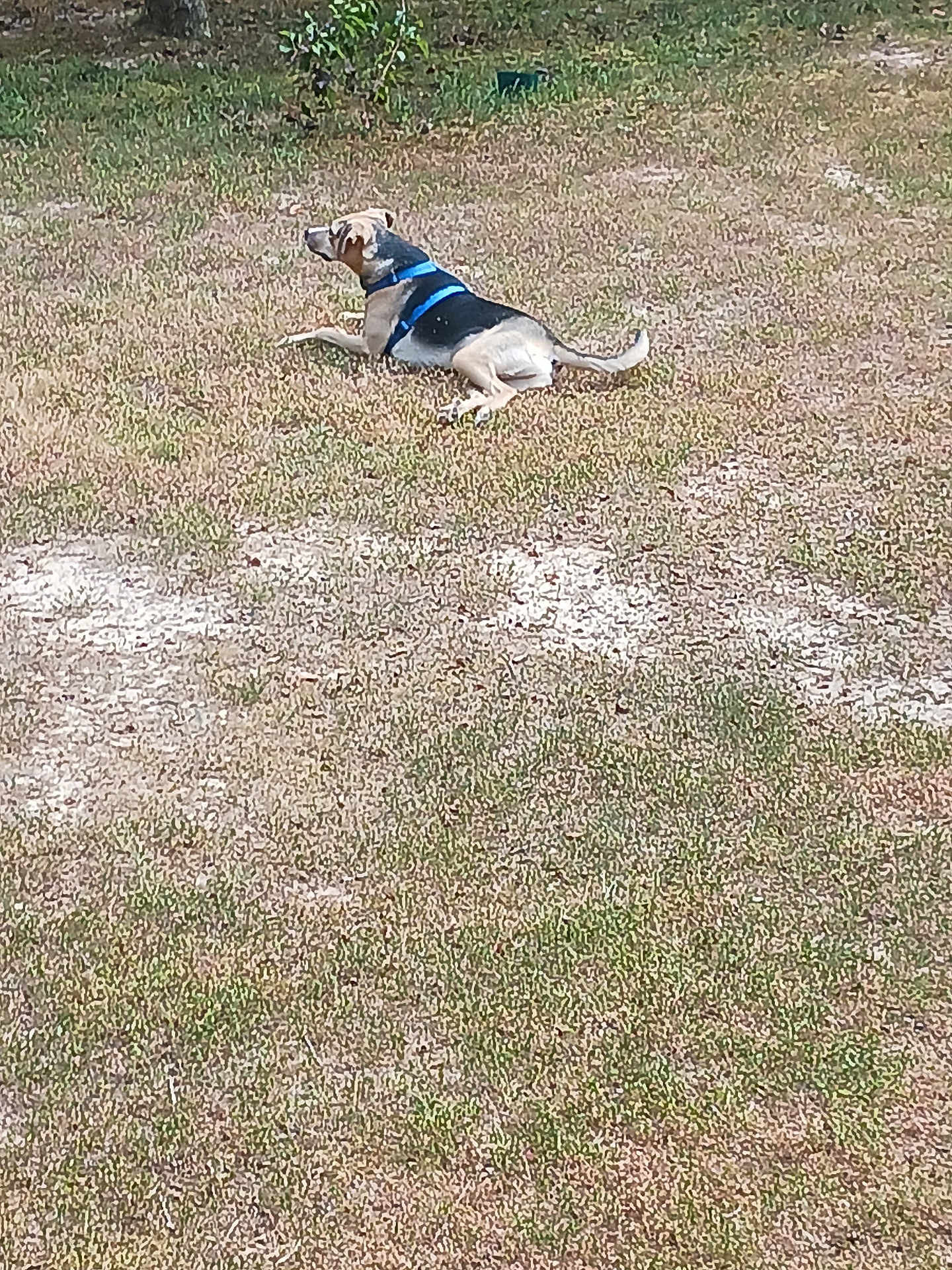 Jaxson Christopher is registered to the contest to win money with this photo: animal, backyard, calm, canine, daylight, dog, field, grass, harness, lying_down, mammal, nature, outdoor, pet, quiet, relaxed, resting, summer, sunny, watchful