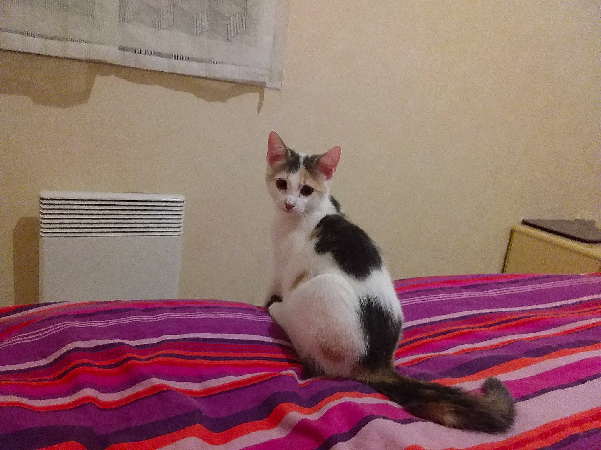 Crevette a rejoint le concours — aidez-le/la à gagner de superbes lots ! bed, bed_sheet, bedding, bedroom, canidae, carnivore, cat, comfort, domestic_short_haired_cat, fawn, felidae, fur, hardwood, linens, paw, room, small_to_medium_sized_cats, tail, whiskers, wood