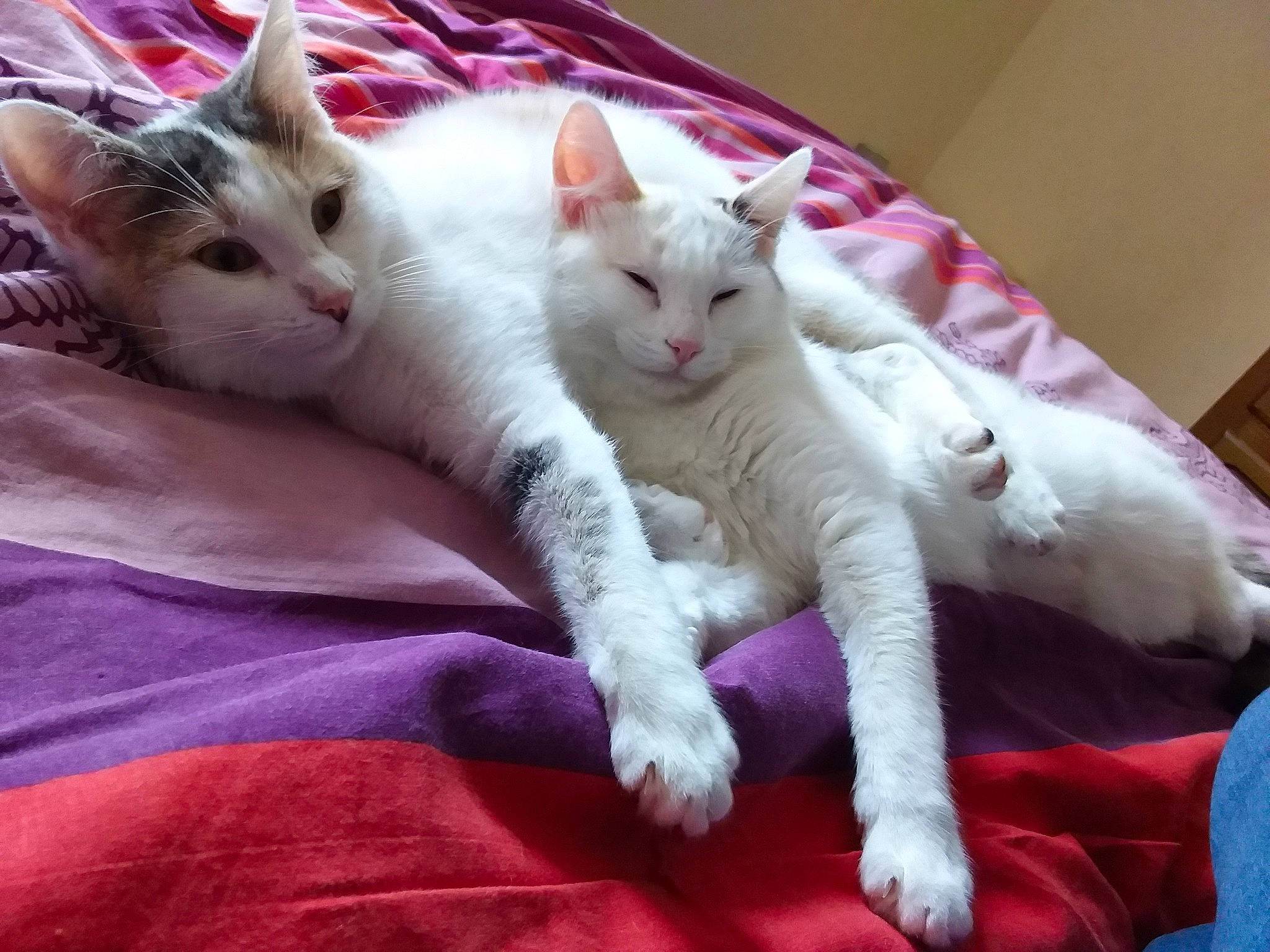 Crevette a rejoint le concours — aidez-le/la à gagner de superbes lots ! carnivore, cat, claw, comfort, domestic_short_haired_cat, felidae, fur, magenta, nap, paw, small_to_medium_sized_cats, snout, tail, whiskers