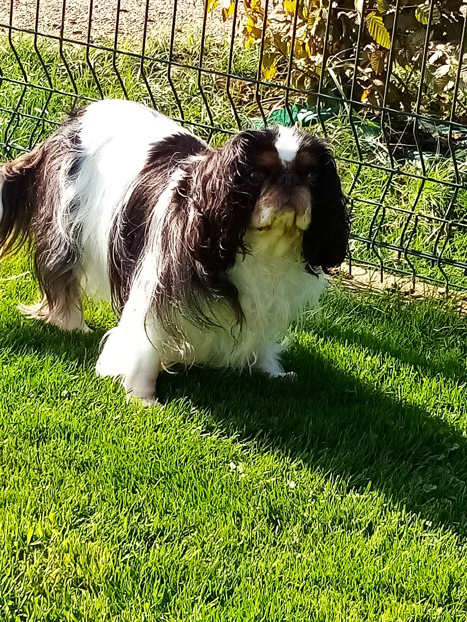 Junon participe au concours pour gagner de l'argent avec cette photo : canidae, carnivore, cavalier_king_charles_spaniel, companion_dog, dog, dog_breed, grass, japanese_chin, king_charles_spaniel, mammal, phalene, spaniel, sporting_group, toy_dog, vertebrate