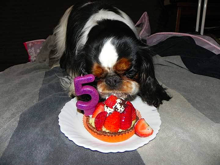 Junon participe au concours pour gagner de l'argent avec cette photo : canidae, carnivore, cavalier_king_charles_spaniel, companion_dog, dog, dog_breed, king_charles_spaniel, puppy, spaniel, sporting_group, toy_dog