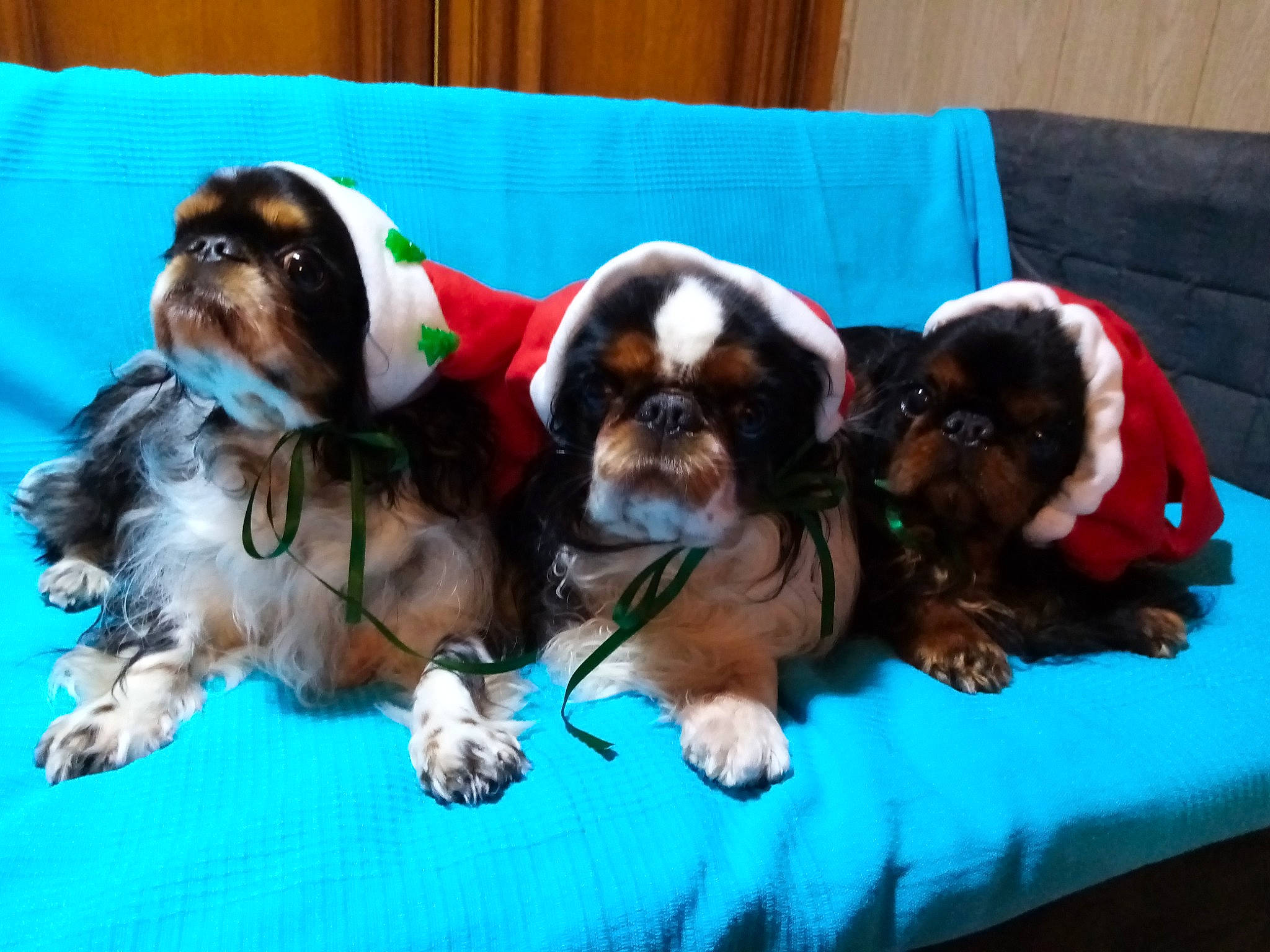 Fripon Junon Hollidays a rejoint le concours — aidez-le/la à gagner de superbes lots ! canidae, carnivore, cavalier_king_charles_spaniel, chinese_imperial_dog, companion_dog, dog, dog_breed, fawn, king_charles_spaniel, liver, mammal, puppy, rare_breed_dog, shih_tzu, spaniel, sporting_group, toy_dog, vertebrate