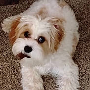 Joey joined the competition — help win amazing prizes! puppy, dog, carpet, chewing, pet, fluffy, white, tan, cute, indoor, animal, playful, young, fur, nose, ears, paw, lying, treat, mischievous