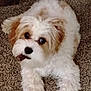 puppy, dog, carpet, chewing, pet, fluffy, white, tan, cute, indoor, animal, playful, young, fur, nose, ears, paw, lying, treat, mischievous