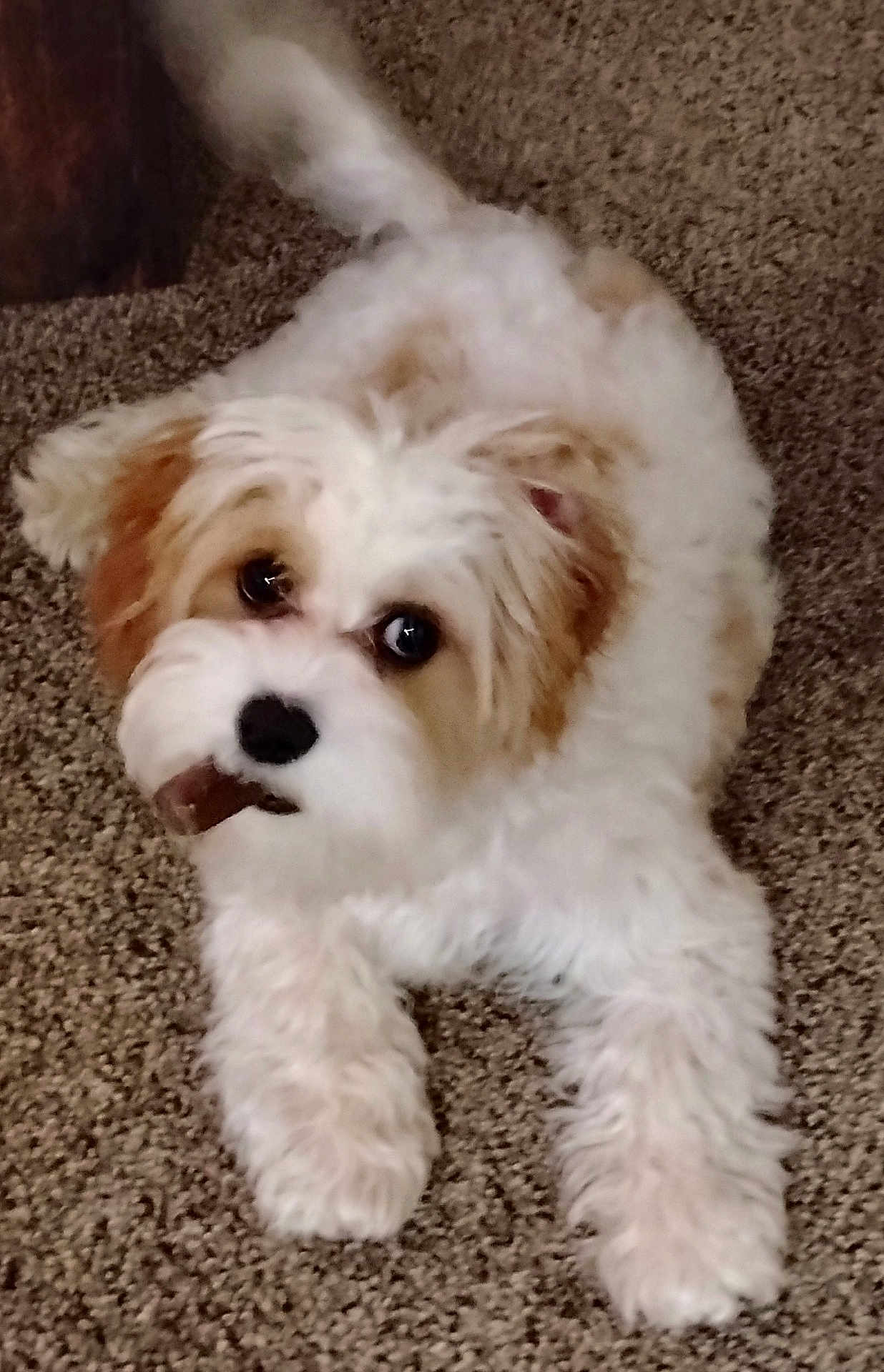 Joey joined the competition — help win amazing prizes! puppy, dog, carpet, chewing, pet, fluffy, white, tan, cute, indoor, animal, playful, young, fur, nose, ears, paw, lying, treat, mischievous