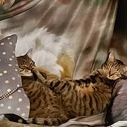 Moumoune participe au concours pour gagner de l'argent avec cette photo : tabby_cat, cat, feline, indoor, resting, sleeping, cozy, couch, pillow, polka_dot, fur, striped, relaxed, animal, pet, two_cats, home, soft, comfort, laying_down
