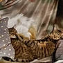 tabby_cat, cat, feline, indoor, resting, sleeping, cozy, couch, pillow, polka_dot, fur, striped, relaxed, animal, pet, two_cats, home, soft, comfort, laying_down