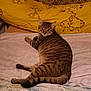 Moumoune a rejoint le concours — aidez-le/la à gagner de superbes lots ! cat, tabby, bed, pillow, yellow, cartoon, giraffe, indoor, striped, animal, pet, feline, resting, looking_back, cozy, fur, cute, relaxed, mammal, domestic