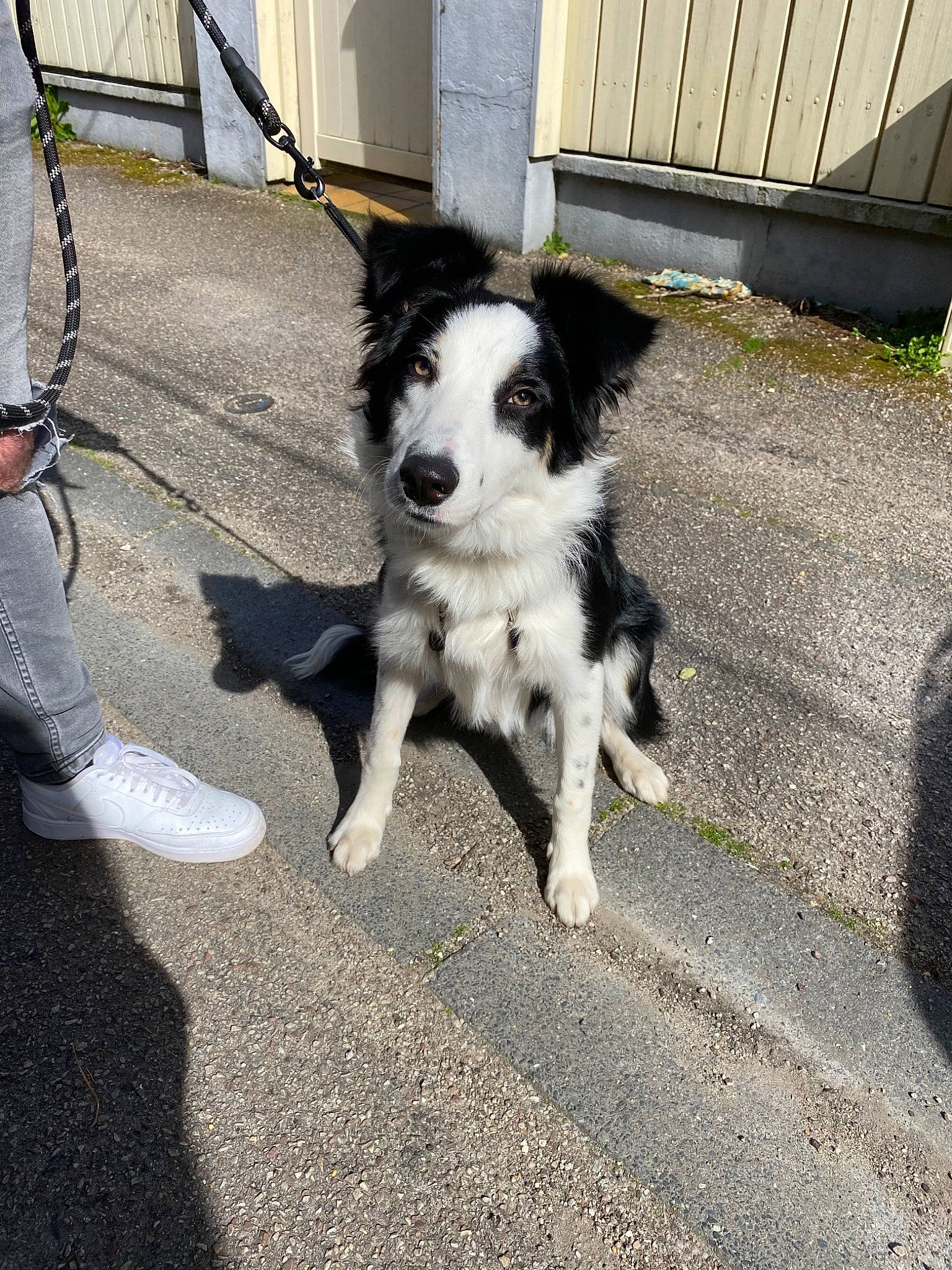 Sintra participe au concours pour gagner de l'argent avec cette photo : border_collie, canidae, carnivore, collar, companion_dog, dog, dog_breed, dog_collar, fashion_accessory, fur, herding_dog, road, road_surface, shadow, snout, sporting_group, street, tail, working_animal, working_dog