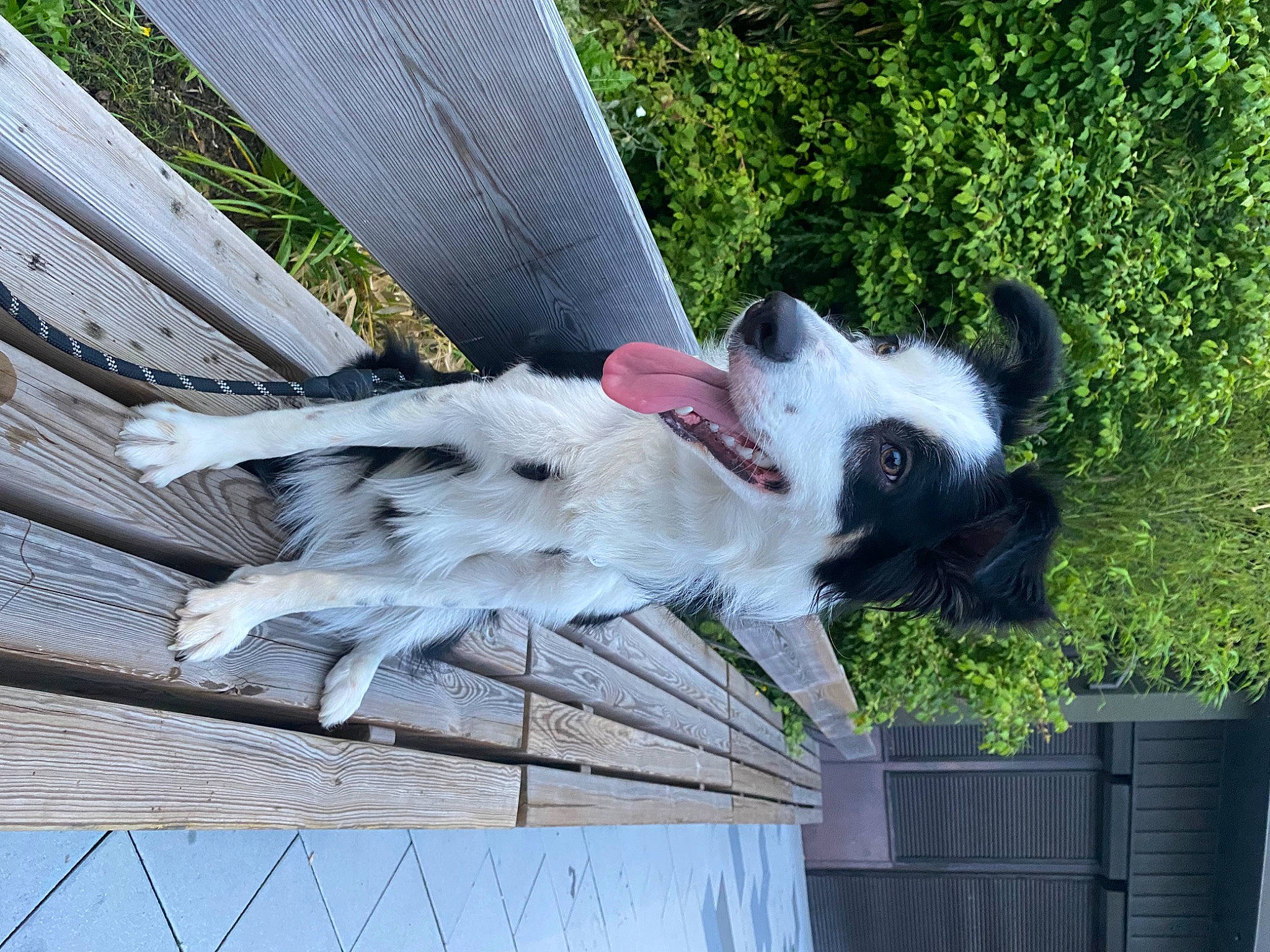 Sintra participe au concours pour gagner de l'argent avec cette photo : canidae, carnivore, companion_dog, dog, dog_breed, fawn, fence, fur, goats, grass, non_sporting_group, plant, sporting_group, tail, whiskers, working_animal