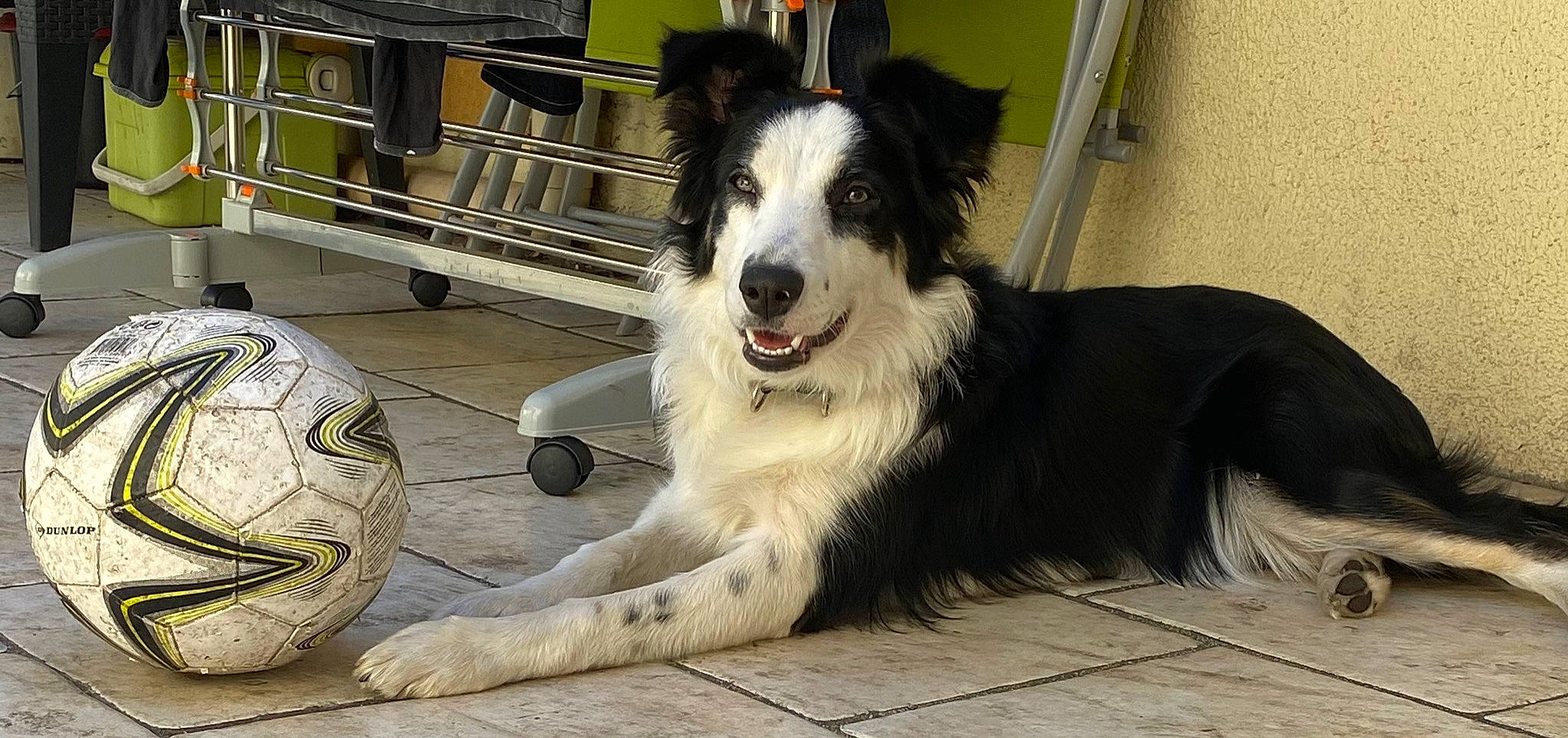 Sintra a rejoint le concours — aidez-le/la à gagner de superbes lots ! australian_collie, ball, bench, border_collie, canidae, carnivore, collar, companion_dog, dog, dog_breed, dog_collar, flooring, fur, herding_dog, paw, plant, snout, sporting_group, whiskers, working_dog
