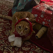 Nefertiti is registered to the contest to win money with this photo: cat, orange_tabby, christmas_costume, holiday, gifts, gift_boxes, rug, indoor, pet, cute, festive, red, white, curious, eyes, feline, decor, wrapped_presents, holiday_season, cozy