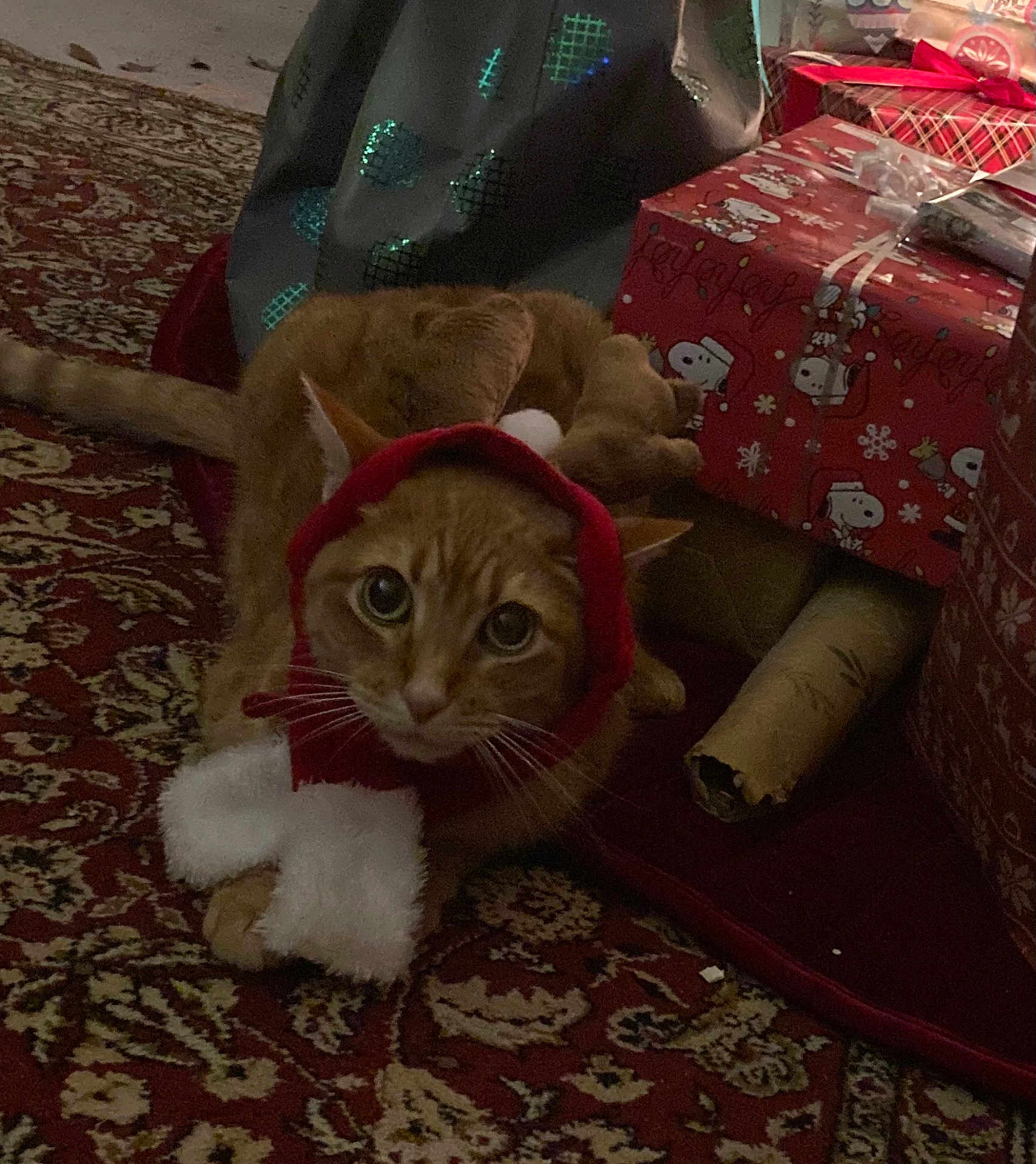 Nefertiti is registered to the contest to win money with this photo: cat, orange_tabby, christmas_costume, holiday, gifts, gift_boxes, rug, indoor, pet, cute, festive, red, white, curious, eyes, feline, decor, wrapped_presents, holiday_season, cozy