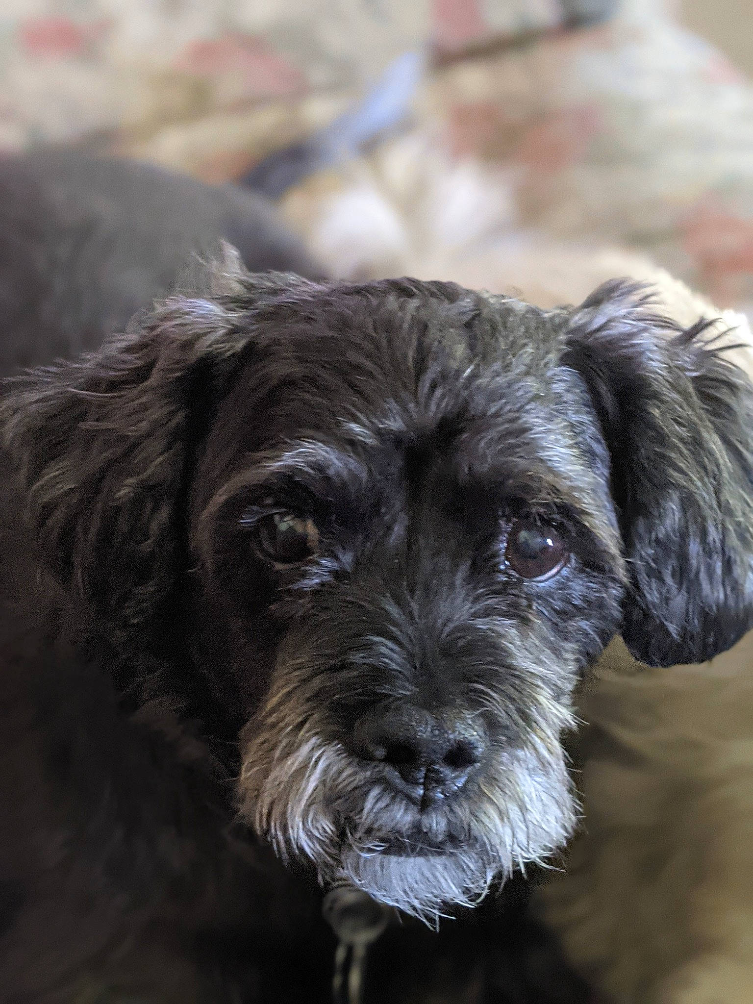 Kacey joined the competition — help win amazing prizes! canidae, carnivore, companion_dog, dog, dog_breed, eye, fur, maltepoo, puppy, small_terrier, snout, sporting_group, terrestrial_animal, terrier, toy_dog, water_dog, whiskers, working_animal