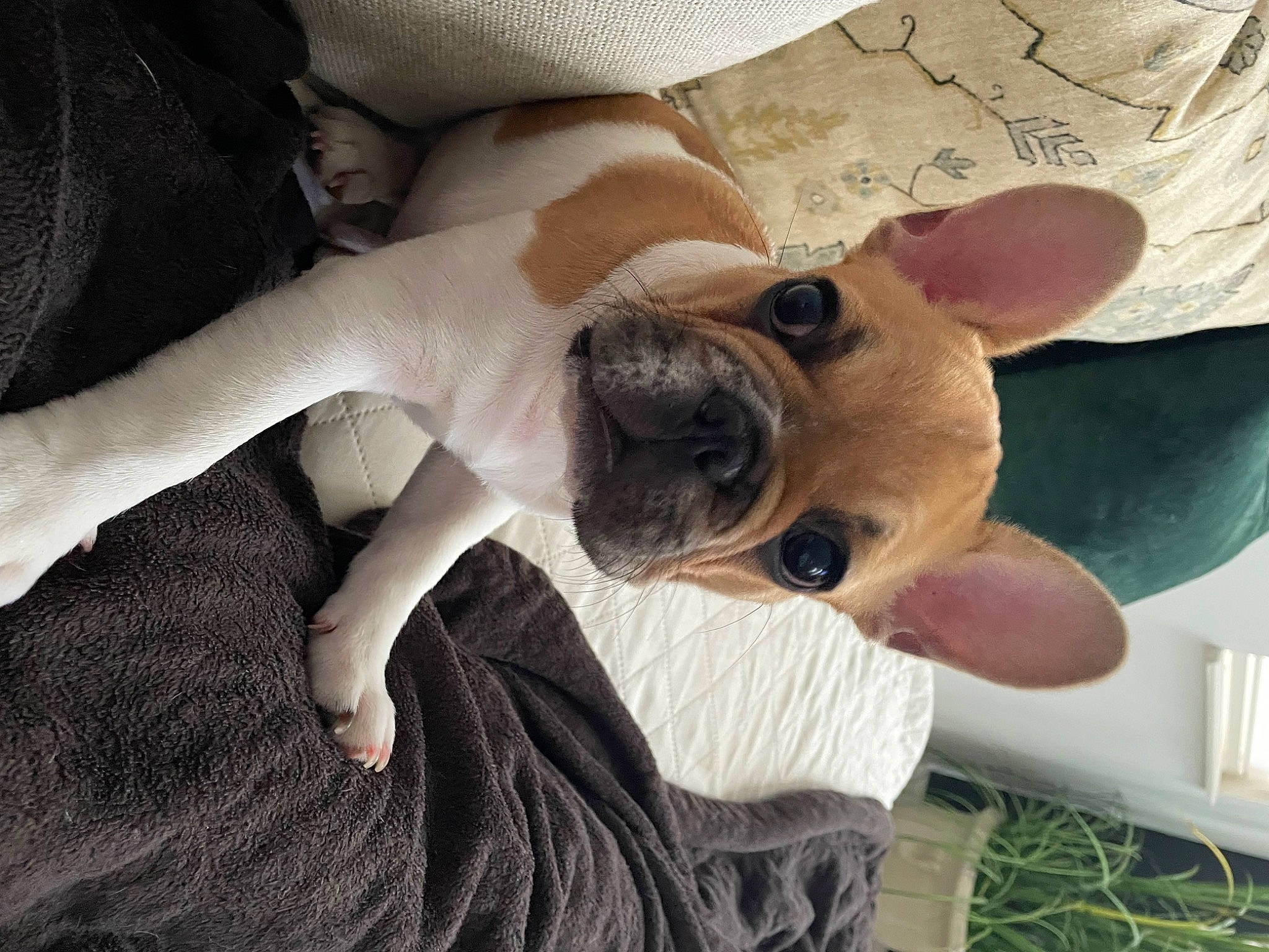 Bogey is registered to the contest to win money with this photo: carnivore, comfort, companion_dog, couch, dog, dog_breed, ear, fawn, felidae, finger, fur, gesture, nail, paw, puppy_love, thumb, toy_dog, whiskers, working_animal, wrist