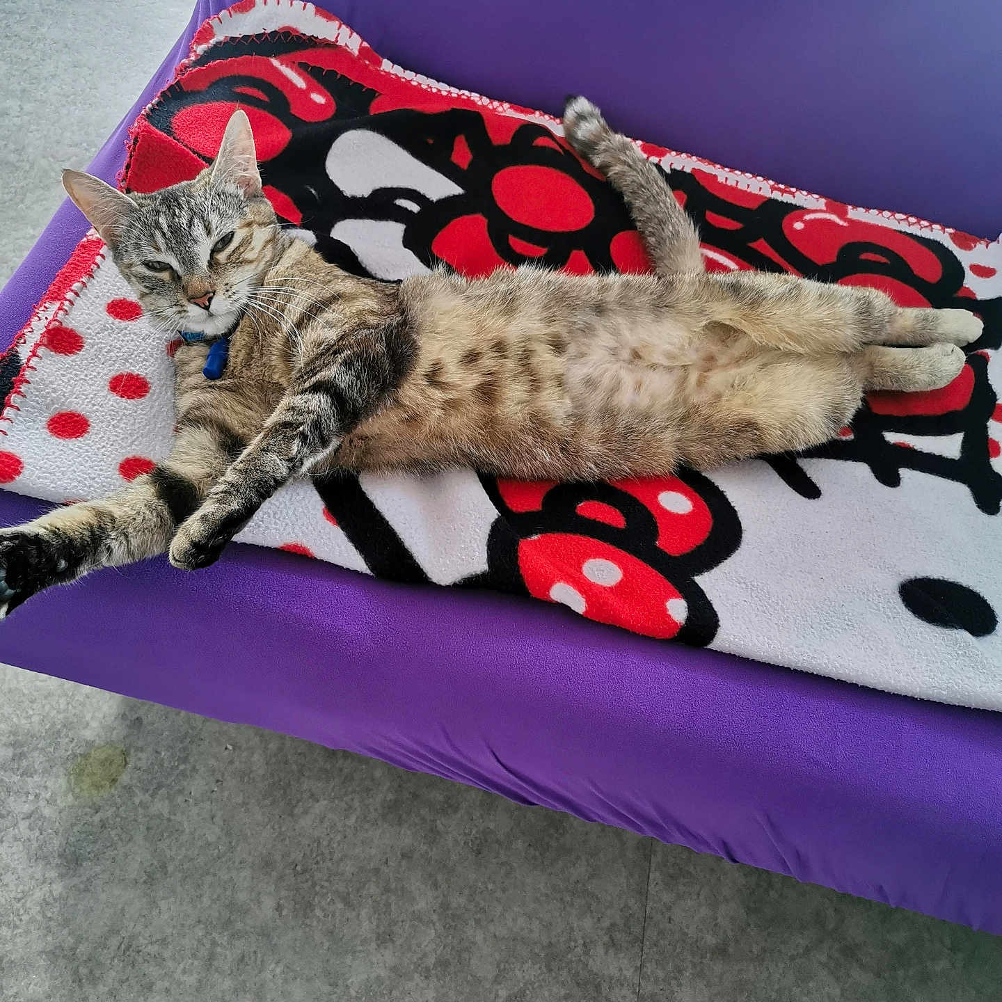 Nala a rejoint le concours — aidez-le/la à gagner de superbes lots ! animal, blanket, cat, collar, cozy, cute, domestic_animal, feline, floor, fur, hello_kitty, indoor, pet, purple_couch, relaxed, resting, sleepy, stretching, tabby_cat, whiskers
