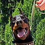 dog, doberman, pet, animal, leash, collar, outdoor, greenery, happy, tongue_out, ears_up, closeup, canine, nature, person_hand, sunlight, summer, guard_dog, portrait, excited