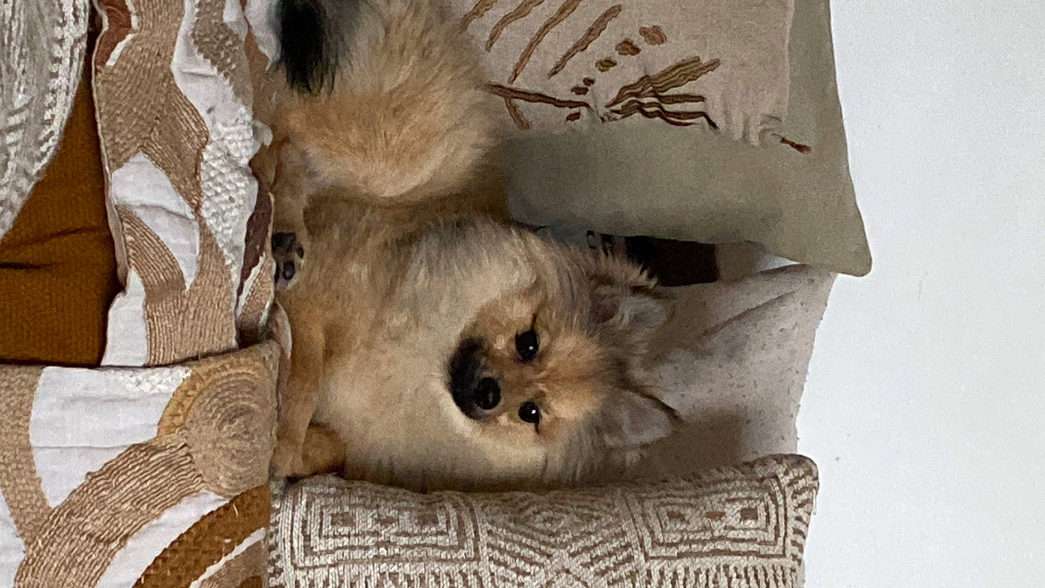 Holy participe au concours pour gagner de l'argent avec cette photo : beige, canidae, carnivore, comfort, companion_dog, fawn, felidae, fur, grey, linens, paw, small_to_medium_sized_cats, snout, terrestrial_animal, whiskers, wildlife