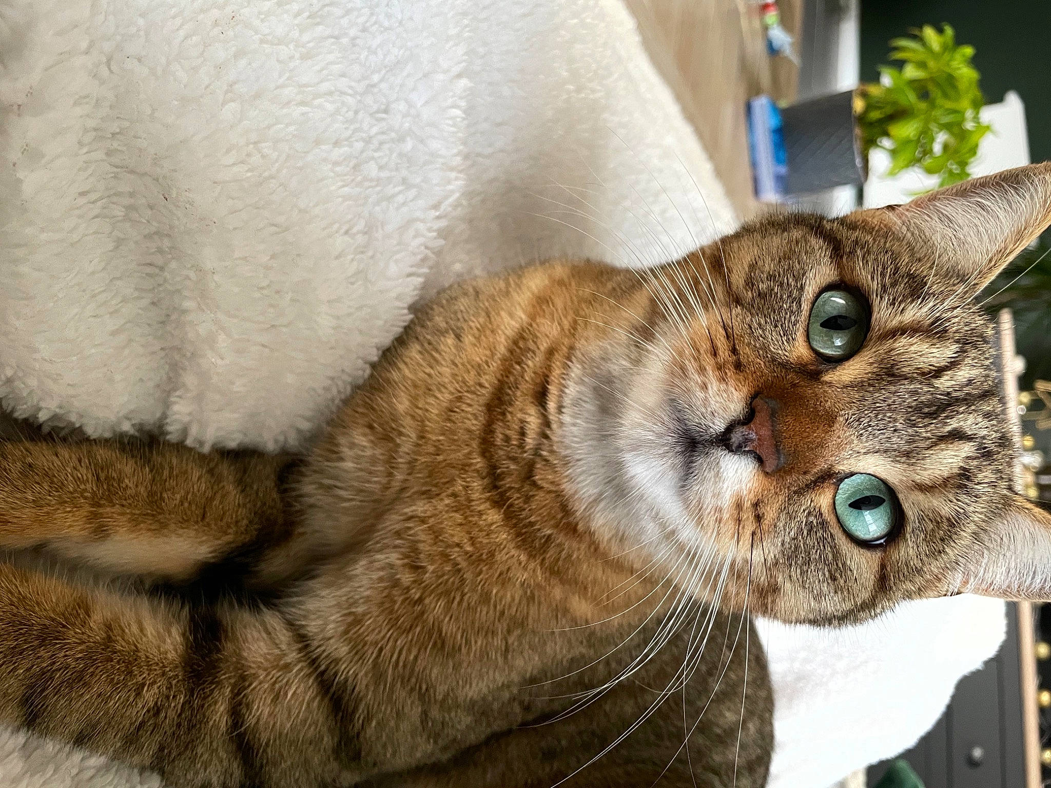 Foxy a rejoint le concours — aidez-le/la à gagner de superbes lots ! asian, australian_mist, california_spangled, carnivore, cat, chausie, domestic_short_haired_cat, dragon_li, european_shorthair, felidae, fur, german_rex, mammal, paw, pixie_bob, small_to_medium_sized_cats, snout, tabby_cat, vertebrate, whiskers