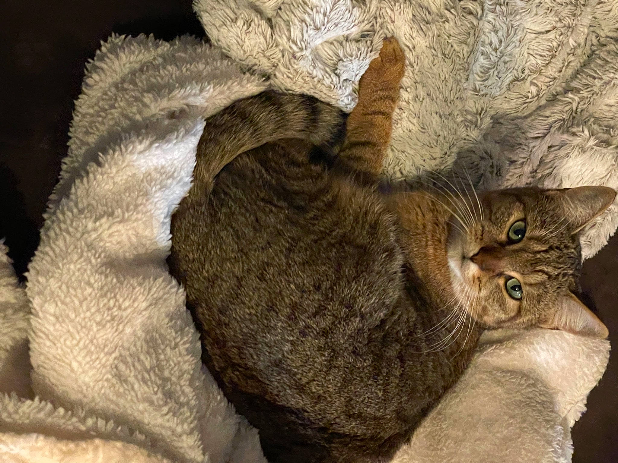 Foxy participe au concours pour gagner de l'argent avec cette photo : asian, carnivore, cat, chausie, domestic_short_haired_cat, dragon_li, european_shorthair, fawn, felidae, fur, german_rex, mammal, pixie_bob, small_to_medium_sized_cats, tabby_cat, whiskers