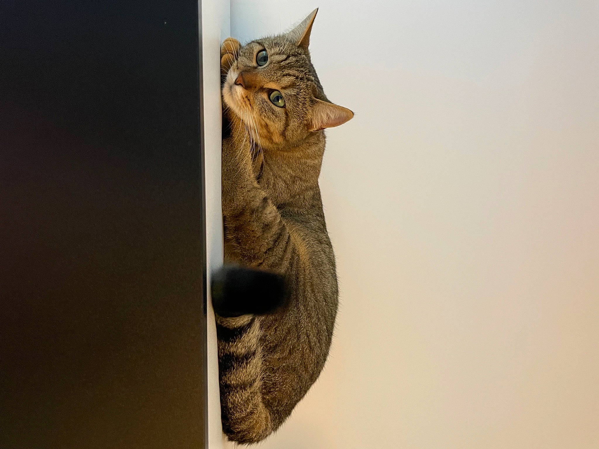 Foxy a rejoint le concours — aidez-le/la à gagner de superbes lots ! asian, california_spangled, carnivore, cat, chausie, domestic_short_haired_cat, dragon_li, egyptian_mau, european_shorthair, felidae, fur, kitten, ocicat, pixie_bob, savannah, small_to_medium_sized_cats, snout, tabby_cat, whiskers, wildlife