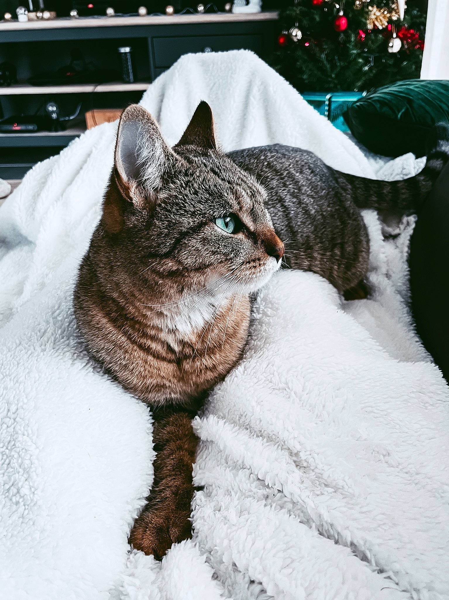 Foxy a rejoint le concours — aidez-le/la à gagner de superbes lots ! asian, carnivore, cat, domestic_short_haired_cat, dragon_li, european_shorthair, felidae, fur, german_rex, small_to_medium_sized_cats, snow, tabby_cat, tail, whiskers, winter