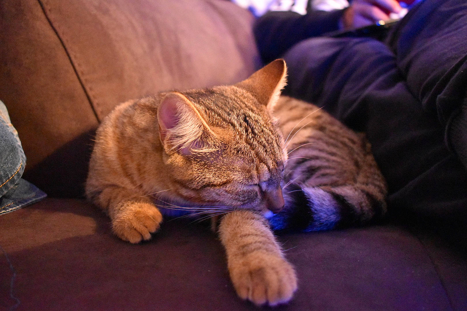 Foxy participe au concours pour gagner de l'argent avec cette photo : american_shorthair, asian, california_spangled, carnivore, cat, domestic_short_haired_cat, dragon_li, european_shorthair, eye, felidae, fur, mammal, nap, nose, pixie_bob, small_to_medium_sized_cats, snout, tabby_cat, vertebrate, whiskers