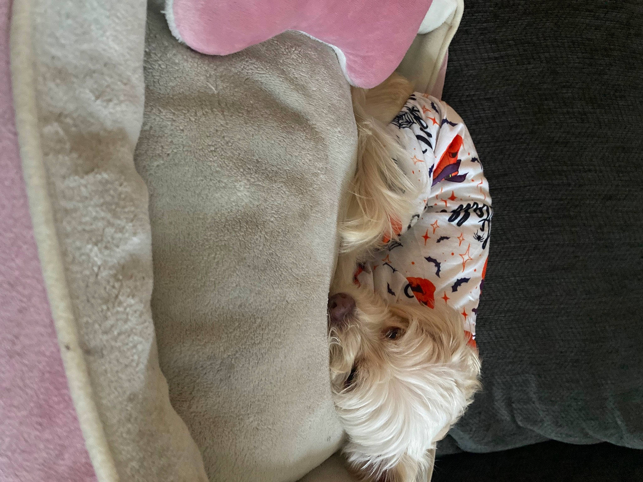 Stormi joined the competition — help win amazing prizes! baby_toddler_clothing, carnivore, collar, comfort, companion_dog, dog, dog_breed, dog_clothes, dog_supply, fashion_accessory, fawn, felidae, fur, human_leg, linens, pattern, sleeve, snout, thigh, toy_dog