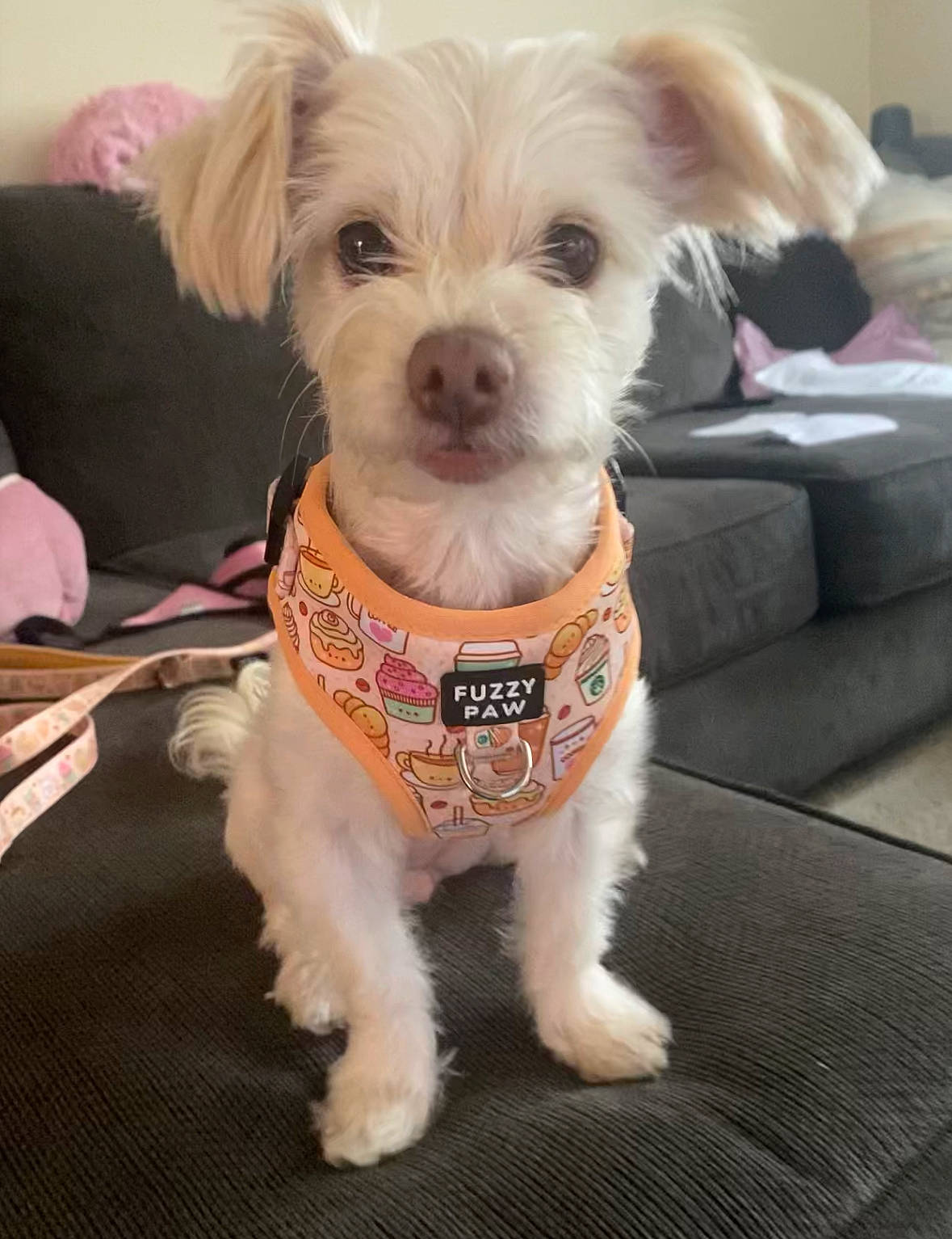 Stormi is registered to the contest to win money with this photo: canidae, carnivore, collar, companion_dog, dog, dog_breed, dog_clothes, dog_collar, dog_supply, fashion_accessory, fawn, fur, pet_supply, schnauzer, small_terrier, snout, sporting_group, terrier, toy_dog, working_animal