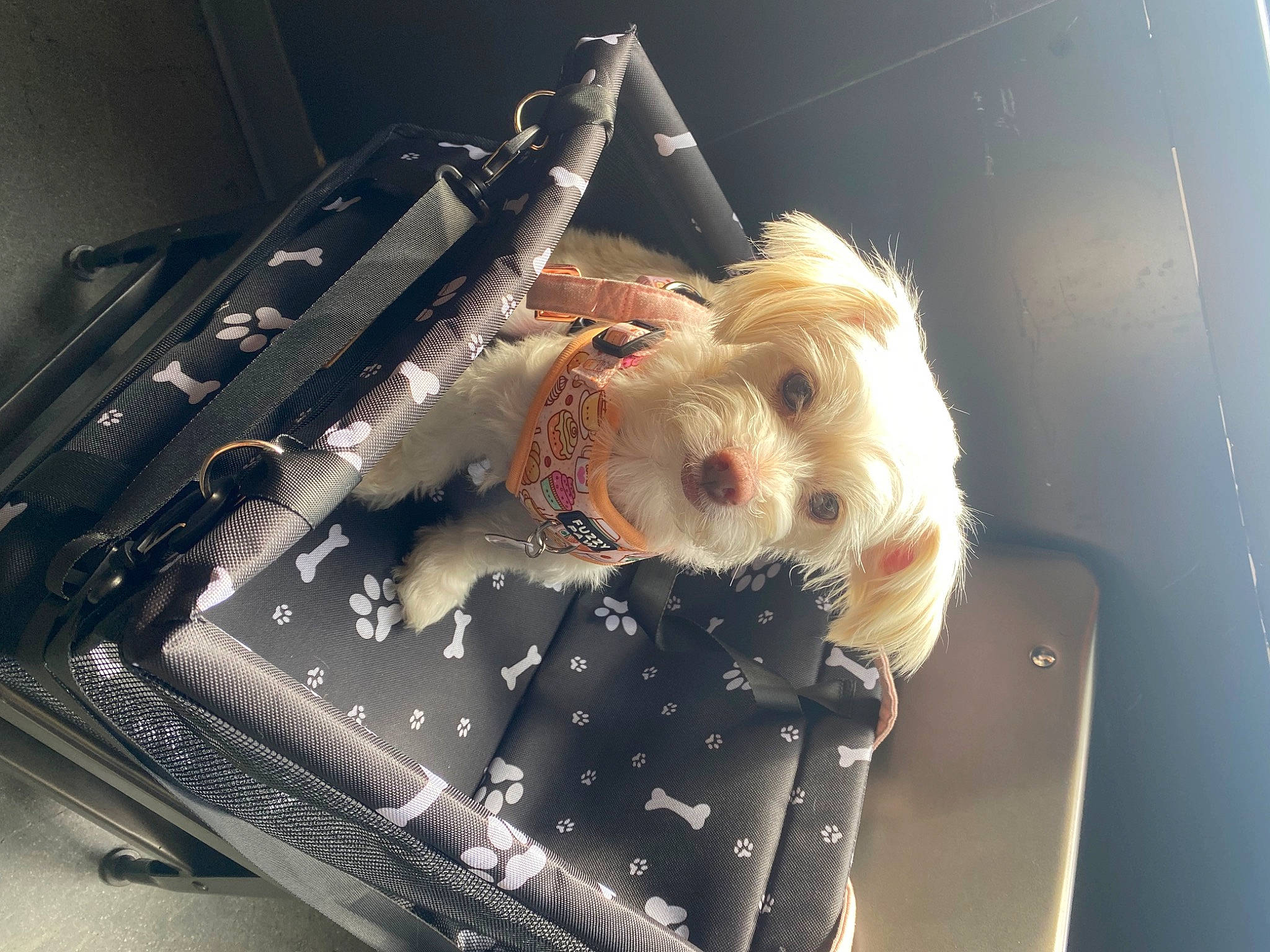 Stormi is registered to the contest to win money with this photo: auto_part, automotive_design, automotive_exterior, automotive_lighting, bumper, carnivore, companion_dog, dog, doll, dress, fashion_accessory, metal, motor_vehicle, personal_luxury_car, snout, stuffed_toy, toy, trunk, vehicle_door, windshield