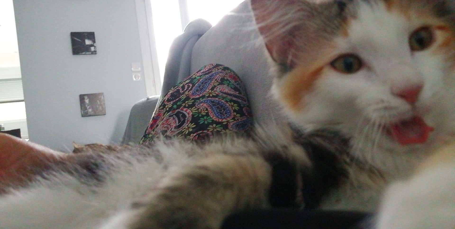 Tequila participe au concours pour gagner de l'argent avec cette photo : carnivore, cat, claw, comfort, domestic_short_haired_cat, fawn, felidae, fur, linens, mammal, nap, paw, room, small_to_medium_sized_cats, tail, textile, vertebrate, whiskers, wool